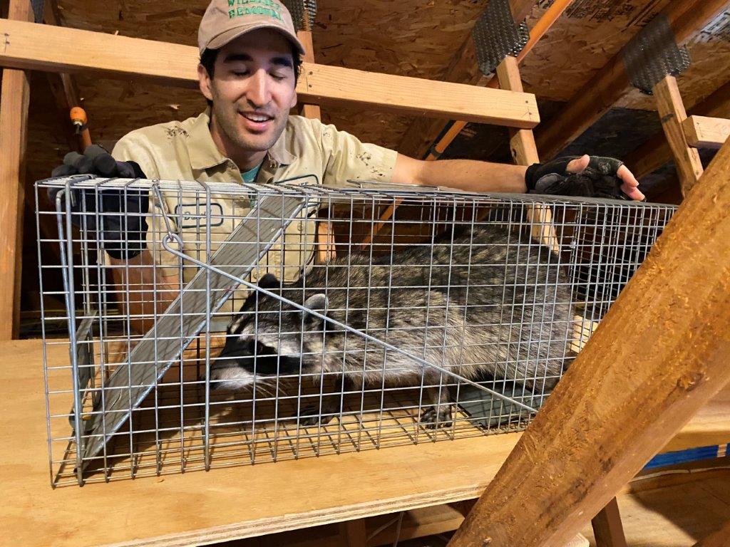 Philadelphia raccoon trapping